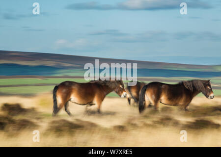 Exmoor ponies on Winsford Hill, Exmoor National Park, Somerset, England, UK. November 2013. Stock Photo