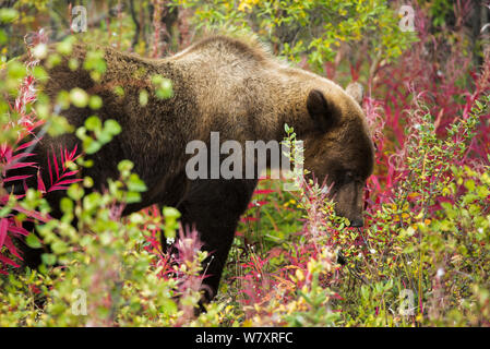 Juvenile Grizzly bear (Ursus arctos horribilis) foraging among fireweed, Kluane National Park, Yukon Territories, Canada, September. Stock Photo