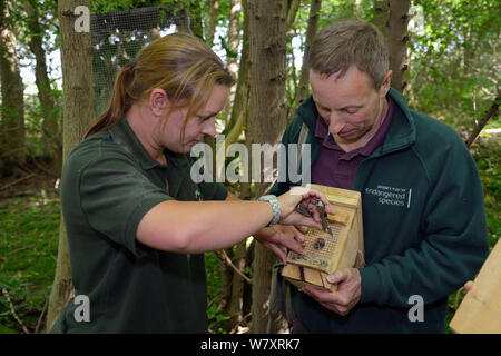 Clare Stalford of the Wildwood Trust removing wire mesh from the entrance hole of a nest box containing a pair of Hazel dormice (Muscardinus avellanarius), held by Ian White, Dormouse officer for the People&#39;s Trust for Endangered Species, before placing it inside into a &#39;soft release&#39; cage attached to a tree in coppiced ancient woodland, Nottinghamshire, UK, June. Model released. Stock Photo