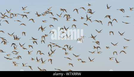 Black-tailed godwit flock (Limosa limosa) in flight against a blue sky, Gloucestershire, UK, January. Stock Photo