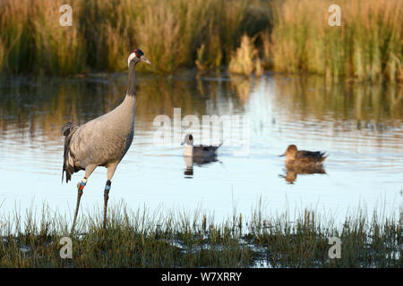 Common / Eurasian crane (Grus grus) &#39;Wendy&#39; released by the Great Crane Project standing in a marshland pool with three Pintail (Anas acuta) in the background, Gloucestershire, UK, January. Stock Photo