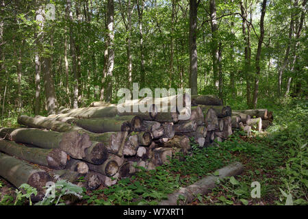 Timber in deciduous ancient woodland, managed by coppicing, with a mix of Beech (Fagus sylvatica), Silver birch (Betula pendula) and Hazel (Corylus avellana), chosen for Dormouse reintroduction, Nottinghamshire, UK, June. Stock Photo