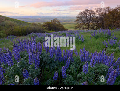 Field of Lupin (Lupinus sp) flowers in spring, overlooking the Columbia River Gorge, Columbia Hills State Park, Washington, USA, April 2014. Stock Photo