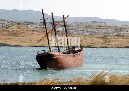 Lady Elizabeth shipwreck, Whale Bone Cove, Falkland Islands. The ship was built in Sunderland, England, and launched on the 6th June 1879. March 2014. Stock Photo