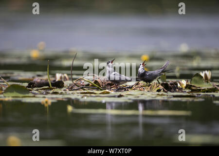 Black tern (Chlidonias niger) pair with young at the nest, calling, Seddinsee, Brandenburg, Germany, June. Stock Photo