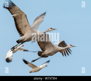 Two sandhill cranes (Grus canadensis) taking off with snow geese  (Anser caerulescens) behind them, Bosque del Apache National Wildlife Refuge, New Mexico. December. Stock Photo