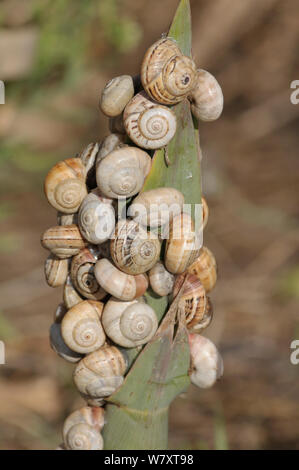 Group of Sandhill snails (Theba pisana), Estremadura, Portugal, September. Stock Photo