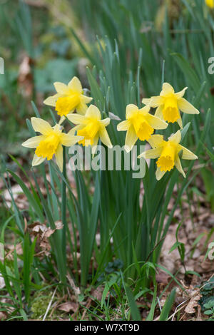 Wild Daffodil (Narcissus pseudonarcissus) flowering in hazel coppiced woodland, West Dean Woods, Sussex, UK, March. Stock Photo