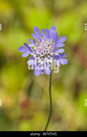 Small Scabious (Scabiosa columbaria) Hutchinson&#39;s Bank, New Addington, Croydon, South London, England, UK,  August Stock Photo