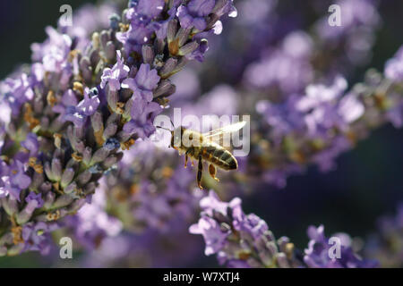 Honey bee (Apis mellifera) in flight, approaching Lavender (Lavandula sp) flowers in garden, Somerset, UK, July. Stock Photo