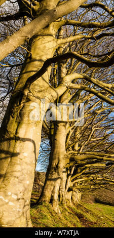 Close planted row of mature Beech trees (Fagus sylvatica) along trackway on the Mendip Hills above Draycott, Somerset, UK, February 2014. Digital composite. Stock Photo