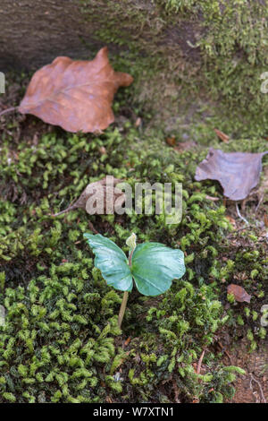 Beech (Fagus sylvatica) seedling in spring, Surrey, England, April. Stock Photo