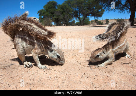 Ground squirrels (Xerus inauris) foraging, Kgalagadi Transfrontier Park, Northern Cape, South Africa. Stock Photo