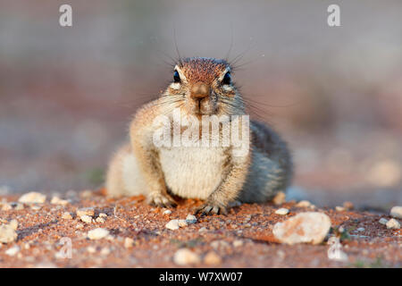 Ground squirrel (Xerus inauris) Kgalagadi Transfrontier Park, Northern Cape, South Africa. Stock Photo