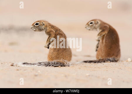 Ground squirrels (Xerus inuaris) Kgalagadi Transfrontier Park, Northern Cape, South Africa. Stock Photo