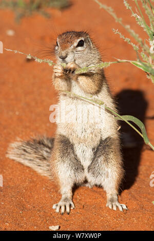 Ground squirrel (Xerus inauris) feeding, Kgalagadi Transfrontier Park, Northern Cape, South Africa. Stock Photo