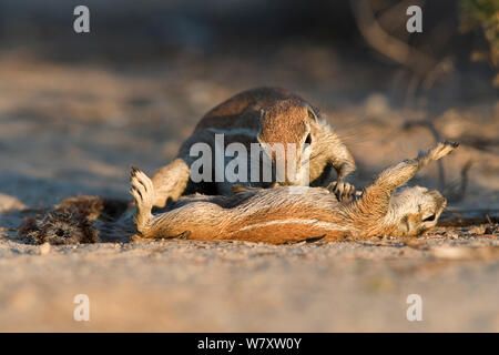 Ground squirrel (Xerus inauris) grooming baby, Kgalagadi Transfrontier Park, South Africa. Stock Photo