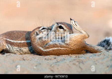 (Duplicate) Ground squirrel (Xerus inauris) grooming baby, Kgalagadi Transfrontier Park, South Africa Stock Photo