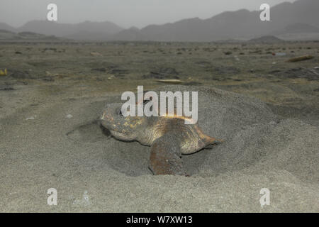Loggerhead turtle (Caretta caretta) female on beach covering up her eggs, Oman, June Stock Photo