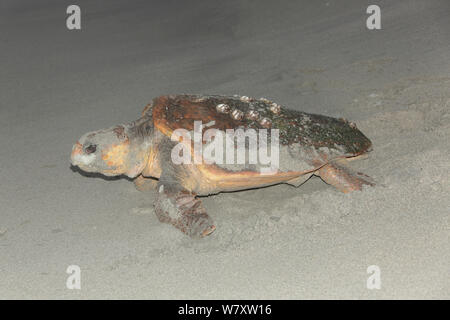 Loggerhead turtle (Caretta caretta) female on beach, Oman, June Stock Photo