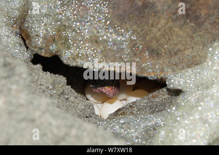 Loggerhead turtle (Caretta caretta) female on beach, laying eggs, Oman, June Stock Photo