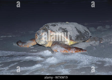 Loggerhead turtle (Caretta caretta) female on beach nearing the sea, Oman, June Stock Photo