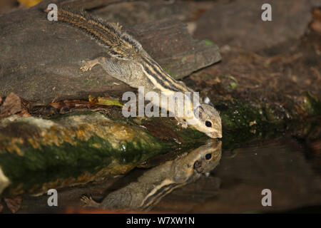 Himalayan striped squirrel (Tamiops mcclellandii) drinking, Thailand, February Stock Photo