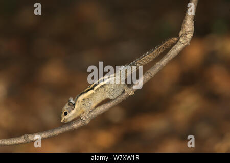 Himalayan striped squirrel (Tamiops mcclellandii) Thailand, February Stock Photo