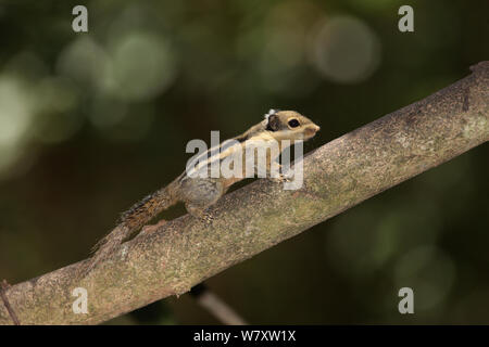 Himalayan striped squirrel (Tamiops mcclellandii) Thailand, February Stock Photo