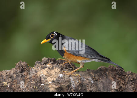 Black breasted thrush (Turdus dissimilis) Thailand, February Stock Photo