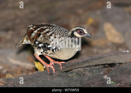 Bar backed partridge (Arborophila brunneopectus) Thailand, February Stock Photo