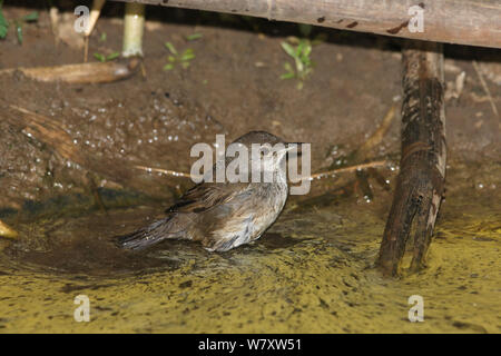 Baikal bush warbler (Locustella davidi) on ground, Thailand, February Stock Photo