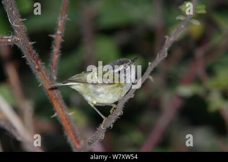 Ashy throated warbler (Phylloscopus maculipennis) perched, Thailand, February Stock Photo