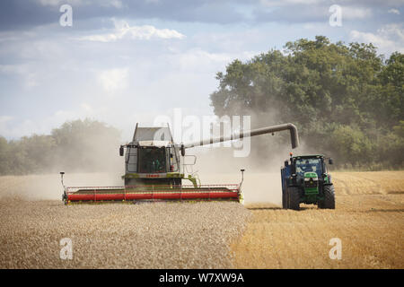 Buckingham, UK - August 19, 2014. Combine harvester and tractor harvest wheat in a field in English countryside Stock Photo