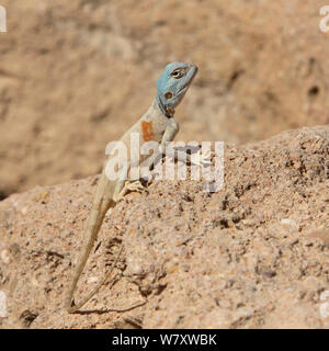 Sinai agama (Pseudotrapelus sinaitus) Oman, February Stock Photo