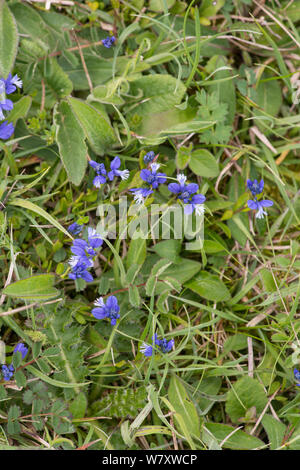 Milkwort (Polygala vulgaris) flowering, Oxfordshire, England, May. Stock Photo