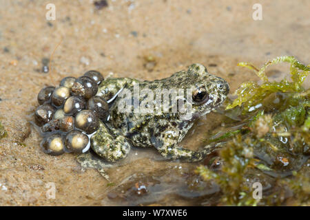 Midwife toad (Alytes obstetricans) male carrying eggs, South Yorkshire, UK, June. Introduced species in the UK, occurs in Europe. Stock Photo