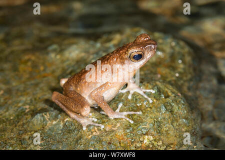 Brown slender toad (Ansonia leptopus) male, Danum Valley, Borneo. Stock Photo