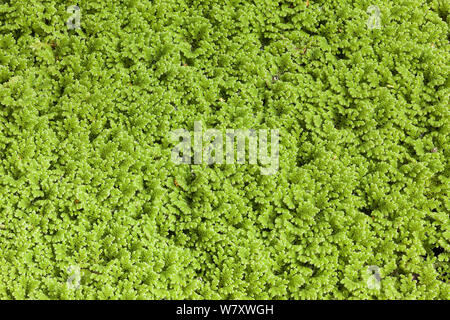 Fairy moss (Azolla filiculoides) a floating fern. Stock Photo