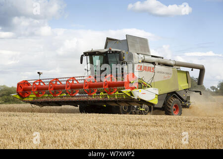 Buckingham, UK - August 19, 2014. Claas Lexion combine harvester harvests wheat in a field in Buckinghamshire UK Stock Photo