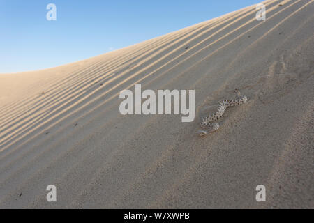 Sidewinder or Horned rattlesnake (Crotalus cerastes) on sand dune, California, USA, May. Stock Photo
