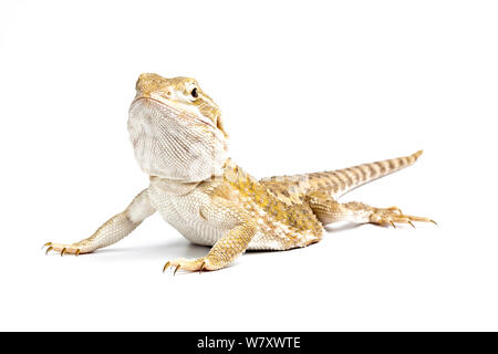 Rankin&#39;s dragon (Pogona henrylawsoni) on white background, captive endemic to Australia. Stock Photo