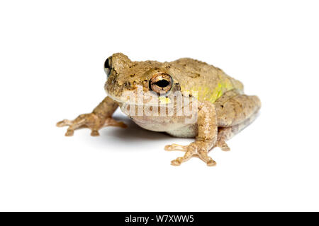 Grey Tree Frog (Hyla versicolor / chrysoscelis) on white background, captive from North America. Stock Photo