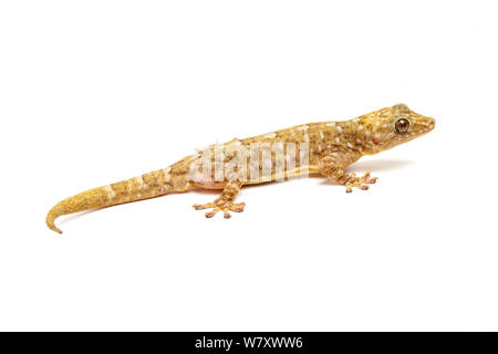 Marbled gecko (Gekko grossmanni) on white background, captive from South East Asia. Stock Photo