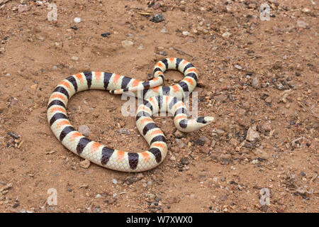 Colorado Shovel-nosed Snake (Chionactis occipitalis annulata) Anza-Borrego Desert, California, USA, May. Stock Photo