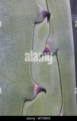 Agave cactus (Agave americana) close up of new leaf developing. Stock Photo