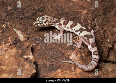 Western Banded Gecko (Coleonyx variegatus) Anza Borego Desert, California, USA, May. Stock Photo