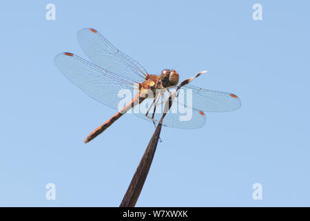 Common Darter dragonfly, Sympetrum striolatum, male, red dragonfly resting perching on rush stem above pond, Sussex, UK, July Stock Photo