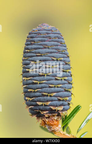 Cone of Korean Fir tree (Abies koreana) cultivated specimen. Stock Photo