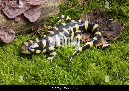 Barred tiger salamander (Ambystoma tigrinum mavortium) captive occurs in South and Central USA. Stock Photo